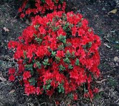 Azaleas, the major ornamental plant in louisiana's residential and commercial landscapes, are available in a tremendous number of flower colors, growth habits and foliage characteristics. Hershey Red Azalea New Life Nursery