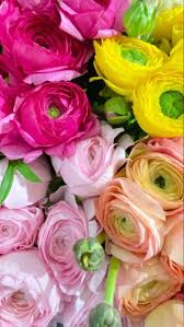 Cherry lane orchards cherry lane is cash only—although they'll trade cherries for fish! Flowers Near Me In 2021 Flowers Flower Bouquet Wedding Wholesale Flowers