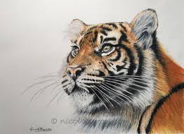Tiger Coloured Pencil Drawing Tiger Prismacolor Artforsale Pencil Drawings Colored Pencil Drawing Prismacolor