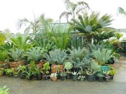 See more ideas about sarasota, nursery, tropical. A San Diego Nursery Since 1977 Jungle Music Palms Cycads And Tropical Plants
