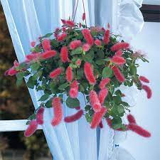 Chenille plant info advises a full sun location for this interesting plant, except in warmer zones where protection from the hottest afternoon sun is advisable. Strawberry Firetails Acalypha Pendula Hanging Basket Plants Browse By Plant Type