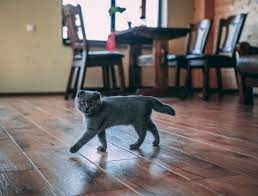 Why Do Cats Wag Their Tails When You Talk To Them 7 Whys