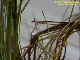 Image result for Eleocharis complanata