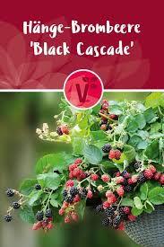Hange Brombeere Black Cascade Eine Pflanzenraritat Fur Hobbygartnern Brombeeren Pflanzen Erdbeerpflanzen