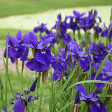 We did not find results for: Iris Sibirica Caesar S Brother Walters Gardens Inc