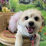 Leia Malone's Instagram, Twitter & Facebook