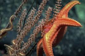 A Sea Star Feeding On A Deep Sea Primnoid Coral Sea Star Sea Marine Life
