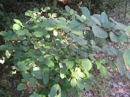 Image result for Flemingia strobilifera