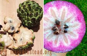 Picture contoh gambar mewarnai buah jambu biji gambar mewarnai ini. Buah Buahan Yang Paling Eksotik