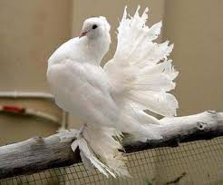 English Fantail Pigeon Hayvan Kus Ve Vahsi Yasam