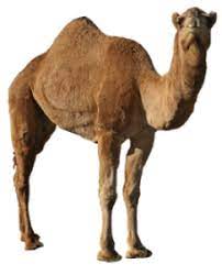 We can customize this package for your individual needs and provide you with camel rental information if you. Rent Animals For Your Live Nativity Or Easter Program