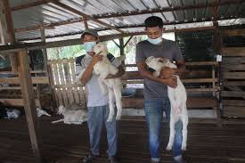 Check spelling or type a new query. Ternak Kambing Ubah Nasib 2 Pemuda Kosmo Digital