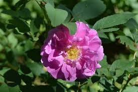 Baixar driver do hp 7720 / hp officejet pro 7740 connect wirelessly download install software youtube. Grow Rosa Rugosa Roses For Fragrance Beauty And Hips Even In Zone3