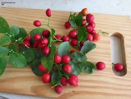 Image result for Motandra paniculata