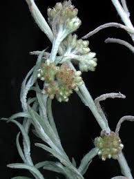 Image result for Pseudognaphalium luteo-album