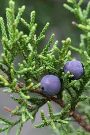 Image result for Juniperus