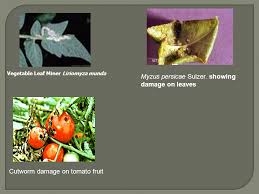 Tomato fruitworm (helicoverpa zea) is one of the most damaging insect pests of tomato in management. Control Program Insect Pest On Tomato Plant Ppt Video Online Download