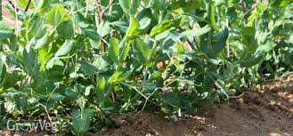 Mulch will feed the plants as it breaks down, keep the bed cool, and retain moisture when it rains. Organic Weed Control In The Summer Garden