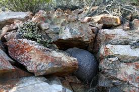 Image result for Fockea angustifolia