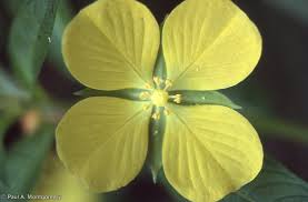 Image result for Ludwigia octovalvis
