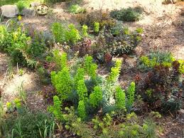 Image result for Euphorbia serratifolia