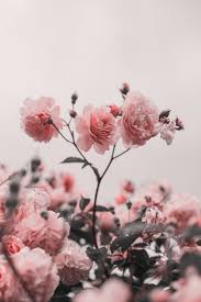 Beautiful Image By Anita Austvika Wallpaper Backgrounds Amazing Hd Wallpapers Hd Wallpaper