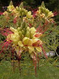 Image result for Caesalpinia