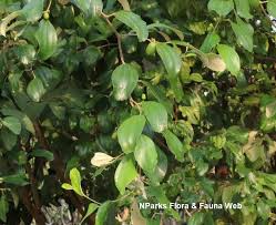 Image result for Ziziphus mauritiana