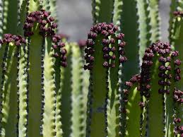 In this video, you will learn about the function of the stem of a plant. Euphorbia Plants Are Not Cacti So What Are They A Natural Curiosity