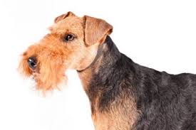 Airedale Terrier Dog Breed Information