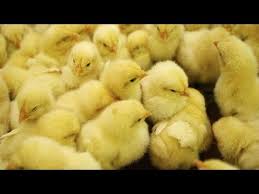 Baby Chicks Hatching Farm Hatchery Chicks How To Produce Youtube