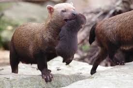 Bush Dog Babies Born At Twycross Zoo Wild Animals Pictures Baby Dogs Wild Dogs