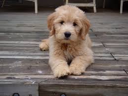 We are a home breeder in illinois, specializing in miniature goldendoodles also known as mini goldendoodles. One Of Our Past Goldendoodle Puppies Goldendoodle Puppy Puppies Puppies And Kitties