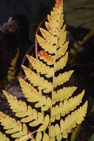 Image result for Dryopteris athamantica