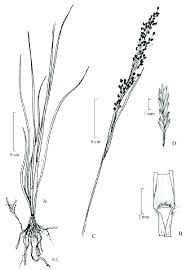 Image result for Eragrostis prolifera