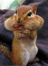 What Do Squirrels Like To Eat Squirrels Feeding Anifa Blog Cute Squirrel Cute Animals Funny Animals