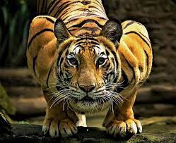 Pin On Tigers