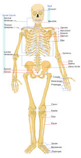 And if we were able to answer your queries regarding rib pain on the right side of. How Body Shapes Change With Weight And Age