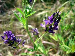 Image result for Medicago sativa