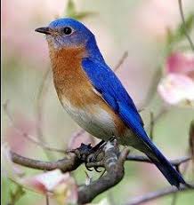 Local Birds Of Central Florida Song Birds Of Florida Blue Bird Eastern Bluebird Bird