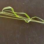 Image result for Enneapogon cenchroides