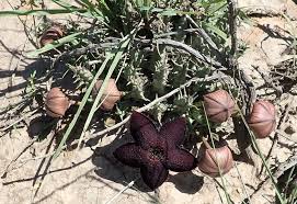 Image result for Tridentea