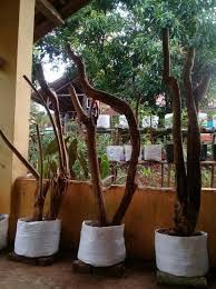 Dongkelan jalitri/mentaos, pohon jalitri liar, pohon jalitri dan anting putri, pohon mentaos, pohon mentaos liar, pohon bintaos,pohon mentaos di alam liar, pohon mentaos besar, halo sobat semua. Bonsai Jalitri Home Facebook