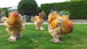 In the chickens giant hall of fame, the brahma chickens sit up there, together with other giant breeds like the jersy giant, with. Bad Boys Buff Columbian Brahma Roosters Born In April Youtube