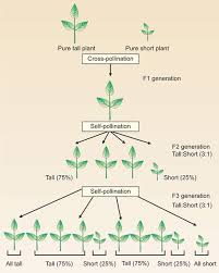 The cross of these particular dihybrids produces four phenotypic classes. Jaypeedigital Ebook Reader