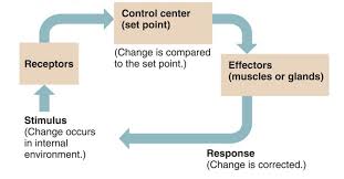 Picture Of Homeostasis Picture Of Homeostasis 289 Homeostasis A Understanding For Igcse Biology Pmg Biolo Igcse Biology Anatomy And Physiology Anatomy Organs