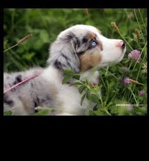 Australian shepherds are easy going, perpetual puppies that love to play, they make an excellent children's companions. Blue Meral Aussie Australian Shepherd Mini Australian Shepherds Australian Shepherd Dogs