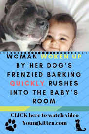 Funny Dog Puppy Pitbull Video Story Dogs Puppies Pets Animals Pitbull She Dog Puppies Funny Funny Dogs