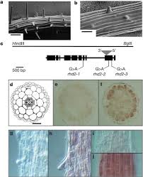 Why plant cell is green. Reactive Oxygen Species Produced By Nadph Oxidase Regulate Plant Cell Growth Nature