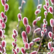 Ist übersichtlich aufgebaut, so dass alle artikel trotz des großen sortiments leicht zu finden sind. Rosa Katzchenweide Mount Aso Rotkatzchen 50 60 Cm Stamm Fasanenspiere Winterschneeball Garten Schluter
